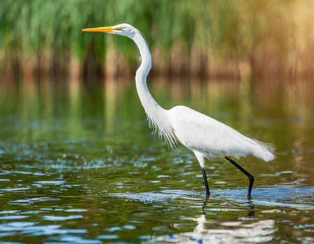Great egret (Ardea alba) standing in waterの素材