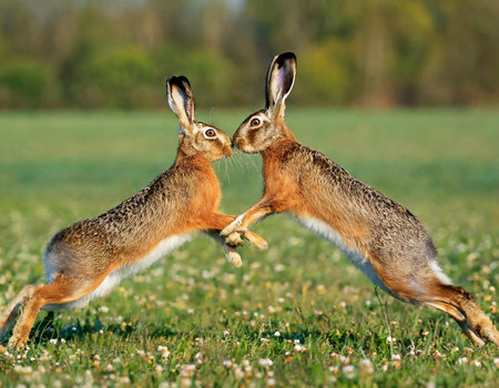 two hare are fighting in the meadow, closeup of photoの素材