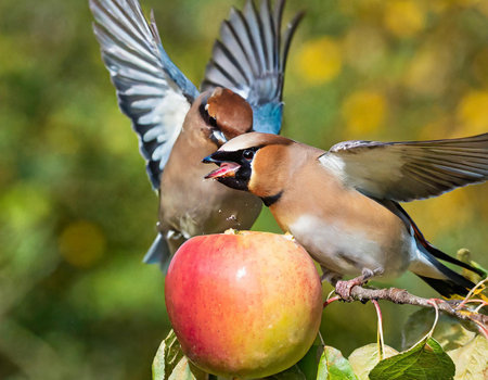 Hawfinch (Coxodonta cedrorhynchus) fighting for an appleの素材