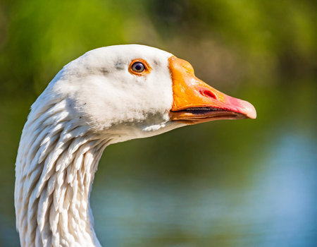 Portrait of a white goose on a green background. Close-upの素材