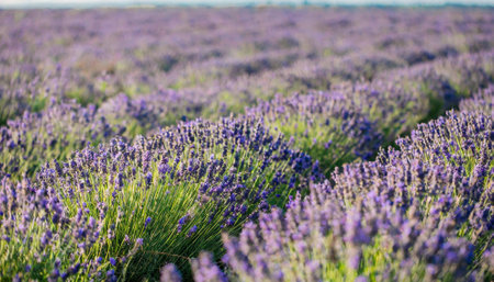 Lavender field in Provence, France at sunset.の素材