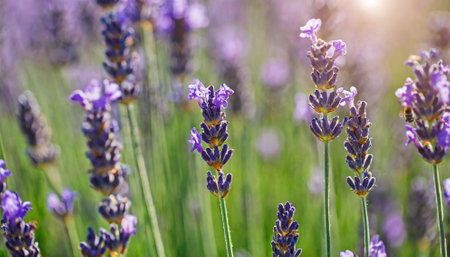 Lavender flowers in a lavender field, close-upの素材