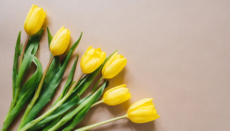 Bouquet of yellow tulips on a beige background.の素材
