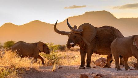 bulls party und elephants head erongo namibia panoramaの素材