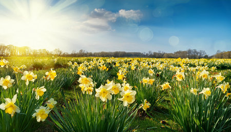 daffodil flowers in the fieldの素材