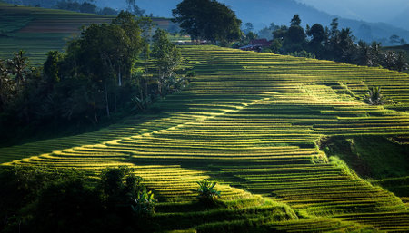 Rice terraces in Chiangmai province, Thailand.の素材
