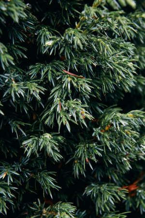 blooming fir branch. Fir branches with fresh shoots in spring. Young growing fir tree sprouts on branch in spring forestの写真素材