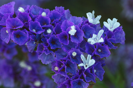 purple flowers from the countryside in spainの写真素材