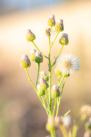 white petal and green branch in spainの写真素材
