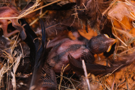 baby sparrows in the nestの写真素材