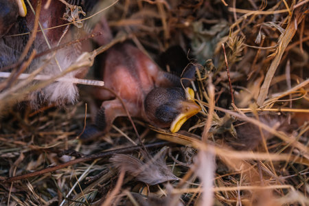 baby sparrows in the nest waiting for their motherの写真素材