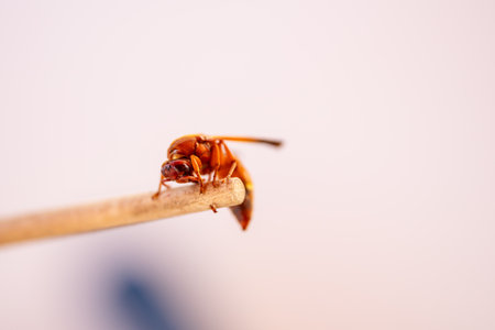 red wasp perched on a stickの写真素材