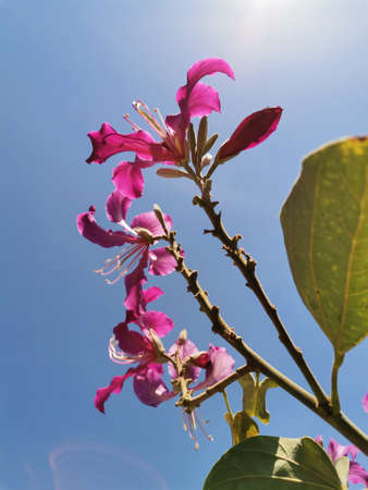 Flowers of the cowwood tree under the rays of the sun in spring.の写真素材