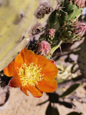 Opuntia flower and flower buds in spring.
