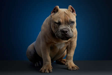 Brown dog winking in studio session with a blue background.の写真素材