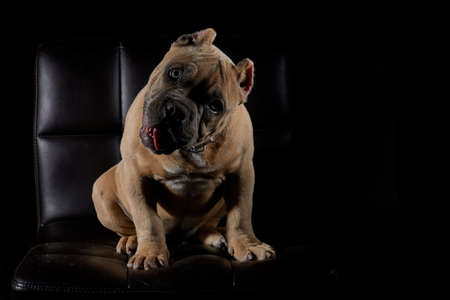 Brown dog winking in studio session with a black backgroundの写真素材