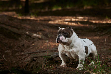 white american bully dog, in open field posing on a hilly roadの写真素材