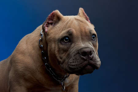 Puppy with tender look and blue backgroundの写真素材