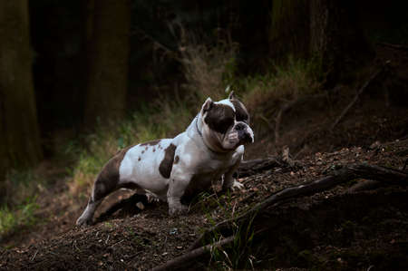 Dog climbing a mountain and posing, with trees in the backgroundの写真素材