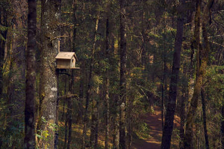 House for woodpecker in the middle of the forest with many trees in the background