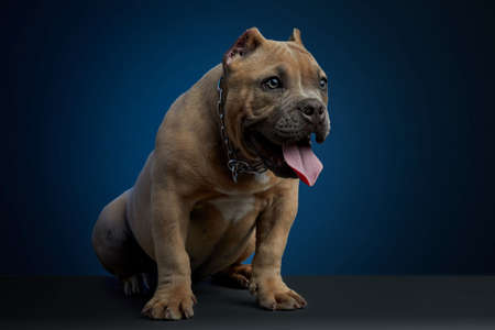 Brown puppy sitting with tongue sticking outの写真素材