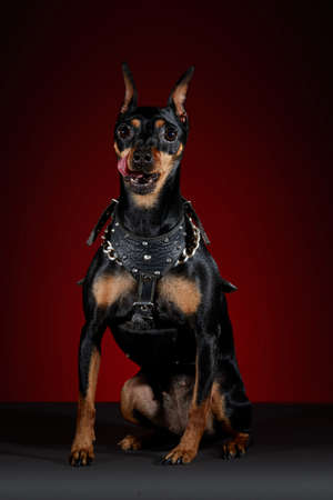 Miniature doberman dog with tongue sticking out on a gray table and colored backgroundの写真素材