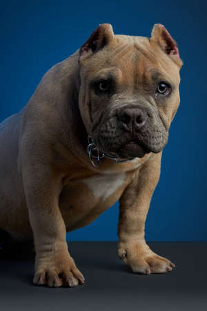 Brown puppy, sitting on a gray surface and a blue background, with a tender look and looking at the cameraの写真素材