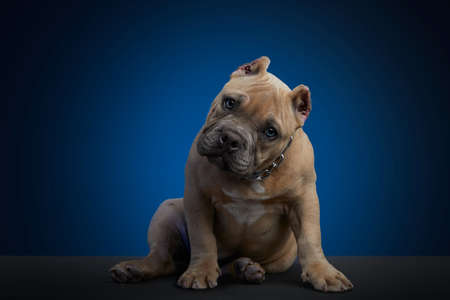 Brown puppy, sitting on a gray surface and a blue background, with a tender look and looking at the cameraの写真素材
