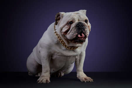 White bulldog dog in studio session with a golden collar and different poses, on a gray surface and a purple backgroundの写真素材
