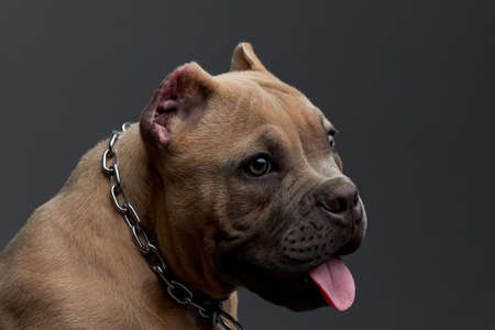 Tender gaze of brown American bully dog with light eyes and tongue sticking out from close up, with a blue backgroundの写真素材