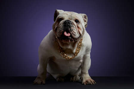 White bulldog dog in studio session with a golden collar and different poses, on a gray surface and a purple backgroundの写真素材