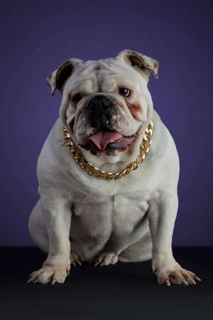 White bulldog dog in studio session with a golden collar and different poses, on a gray surface and a purple backgroundの写真素材