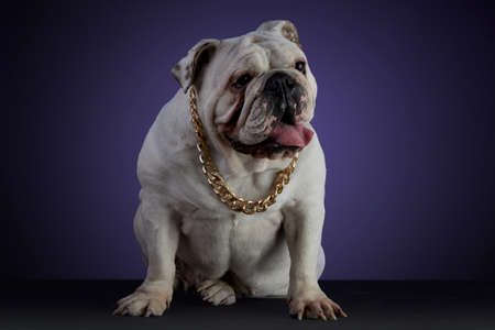 White bulldog dog in studio session with a golden collar and different poses, on a gray surface and a purple backgroundの写真素材