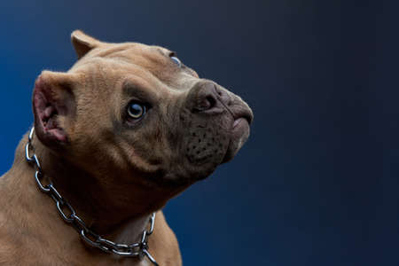 Tender gaze of brown american bully dog with light eyes from close up, with a blue backgroundの写真素材