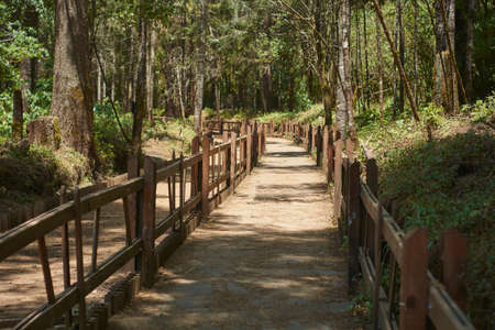 Path in the middle of the forest with wooden railingの写真素材