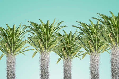 Palms with thorns on the trunk with a blue background and space for text on top