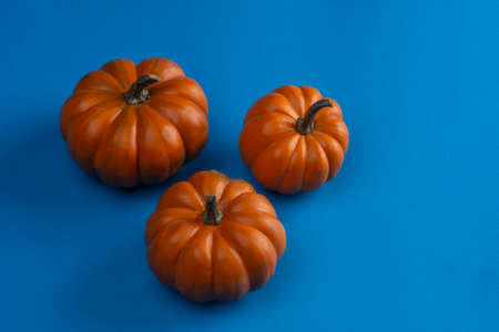 Mini pumpkins with colored backgroundの写真素材