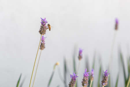 close up to a bee standing on a lavender flower with a white background
