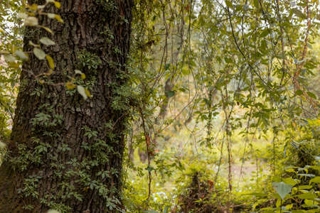 approach to the trunk of a tree with a vine in the middle of nature