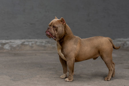alert american bully breed dog looking to the horizonの写真素材