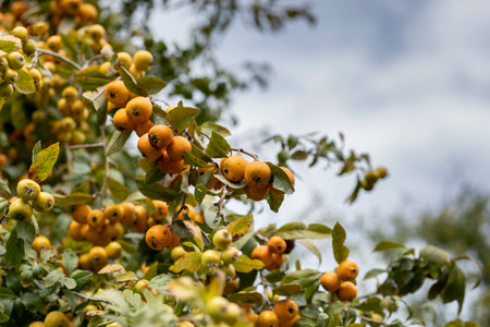 Tree branch full of yellow hawthorns with the sky in the background and copy spaceの写真素材
