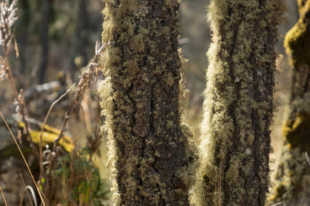 Close-up of the trunk of a tree showing the bark with moss and the sun in backlight