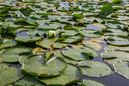 Floating leafs on a lake with a white flower. Taken at Deer Lake, Burnaby, Greater Vancouver, BC, Canadaの写真素材