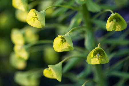 Close up macro picture of beautiful green flowers blossoming during spring time.の写真素材