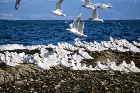 Herd of Seagulls sitting on a rocky shore. Picture taken in Helliwell Provincial Park, Hornby Island, British Columbia, Canada, during a sunny winter day.の写真素材