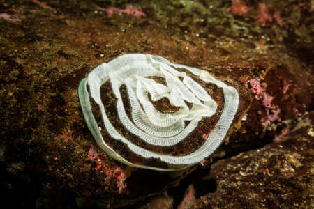 Reproduction Eggs of Sealife (Yellow Margin Dorid) in Pacific Ocean, British Columbia, Canada.の写真素材