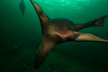 Abstract picture of a Sea Lion Swimming underwater. Picture taken in Pacific Ocean near Hornby Island, BC, Canada.の写真素材