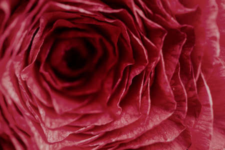 Close up macro picture of a fresh red rose.の写真素材