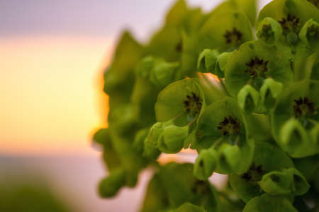 Close up macro picture of beautiful green flowers blossoming during spring time. Picture taken during a colorful sunset.の写真素材