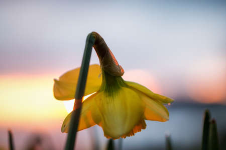 Close up macro picture of beautiful yellow flower blossoming during spring time. Picture taken during a colorful sunset.の写真素材